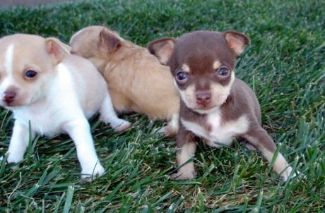 Chihuahuas cachorritos