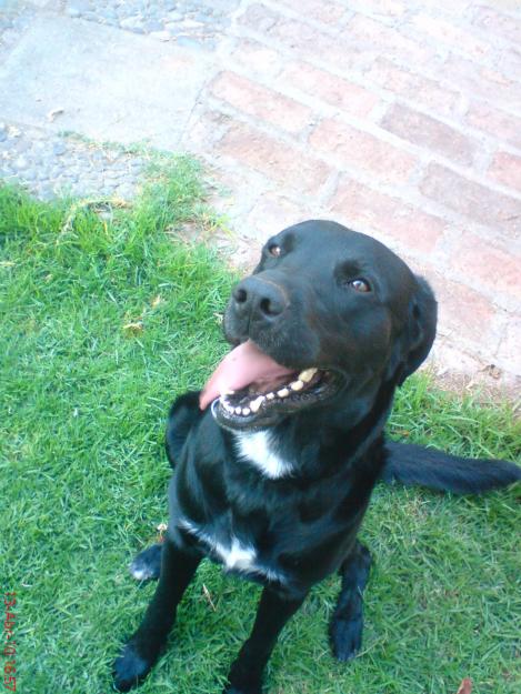 Labrador Negro Busca Novia