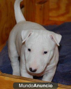 Regalo Bull Terrier cachorros