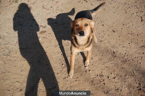 REGALO CACHORROS