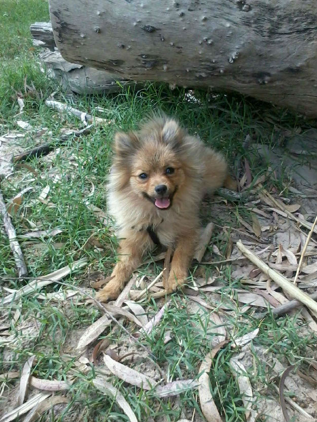 Se vende Pomerania hembra 6 meses entranada