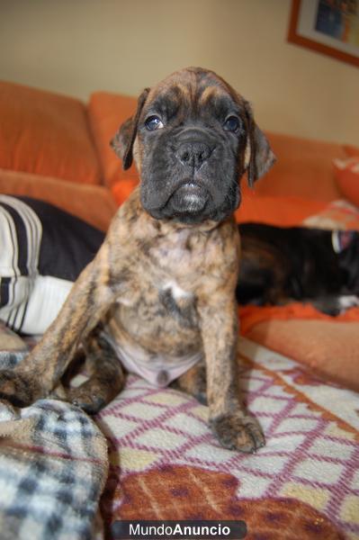 SE VENDEN CACHORROS DE BOXER