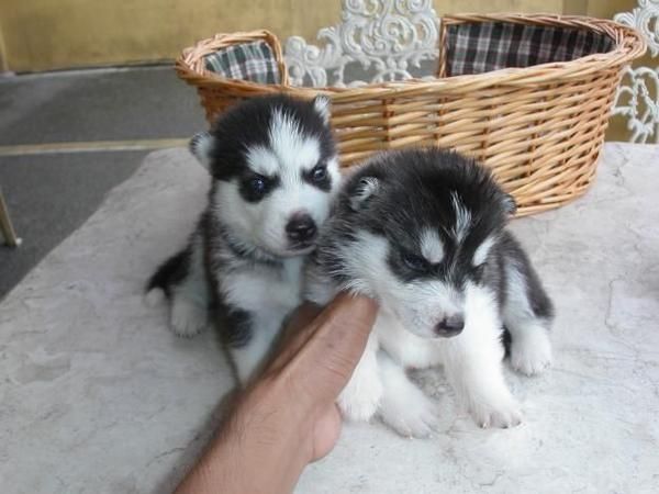 Son lindos, como pueden ser, y tienen los ojos de hielo azul que le robarán el corazón! Están muy bien socializados y se