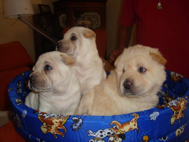 Vendo Shar peis **economicos**