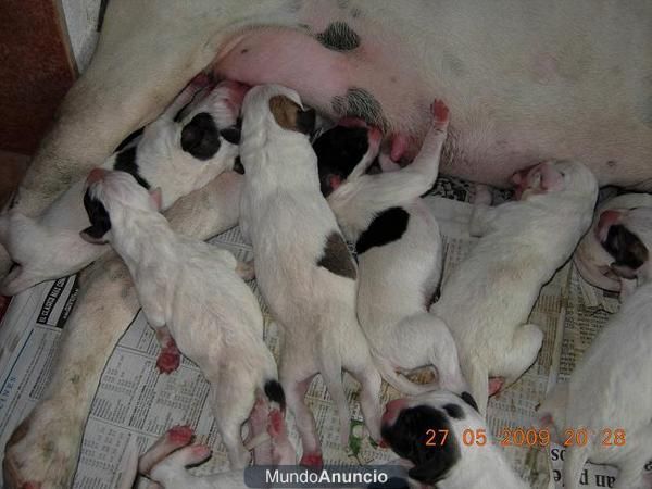 venta de preciosos boxer blancos