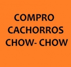 Busco compra cachorros chow chow - mejor precio | unprecio.es