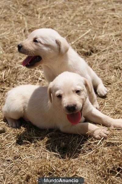 CACHORROS DE LABRADOR RETRIEVER NEGRO Y CANELA-