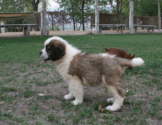 CACHORROS SAN BERNARDOS