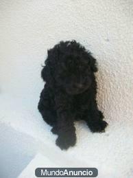 CANICHE TOY NEGRO CON PEDIGREE