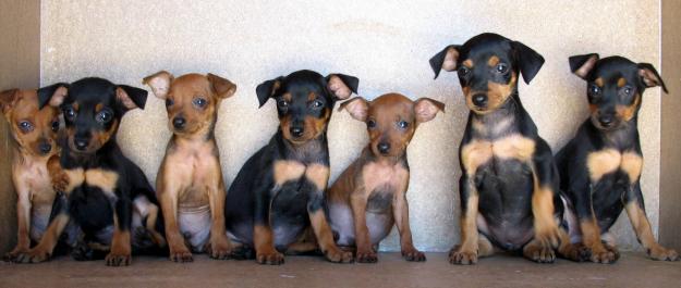 MINI PINSCHER 250€