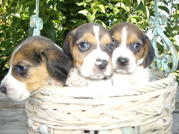 VENDO PRECIOSOS BEAGLE TRICOLOR CON PEDIGRE A 250 .