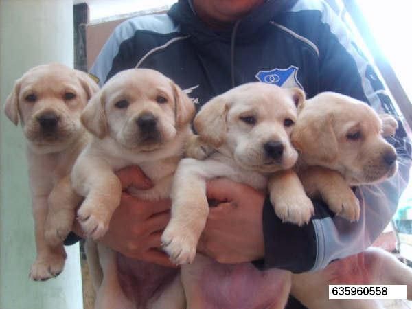 CACHORRETES LABRADOR RETRIEVER 230E.SE REGALA TRANSPORTE HASTA SU DOMICILIO.