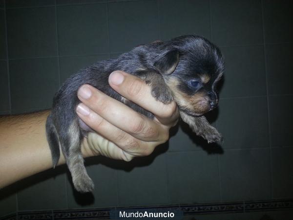 Camada Yorkshire Terrier