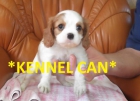 Excelentes cachorros de Cavalier - mejor precio | unprecio.es