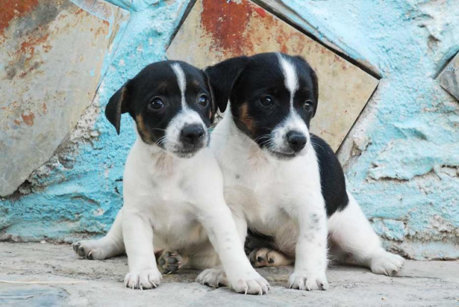 Impresionantes cachorros de jack russel, pura raza
