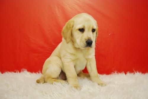 Increible Camada de Labrador_machos y hembras_2meses de edad*