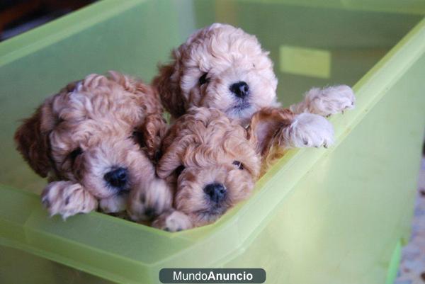 SE VENDE CACHORROS DE CANICHE TOY