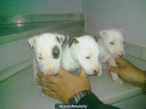 vendo cachorros de bullterrier