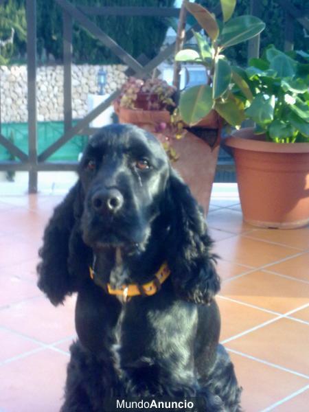 VENDO CACHORROS DE COCKER SPANIEL