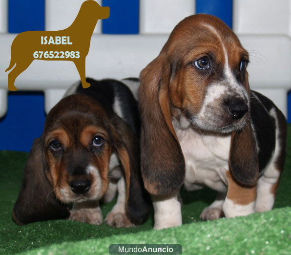 Basset Hound, Increibles cachorros de pura Raza