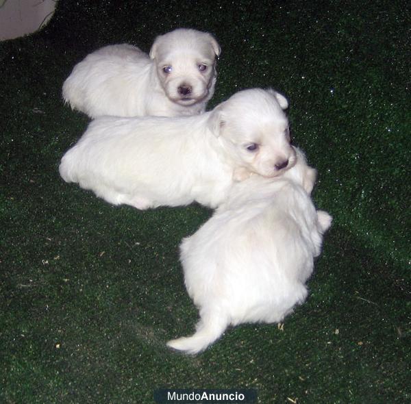 Bichon maltes, una moneria de cachorros