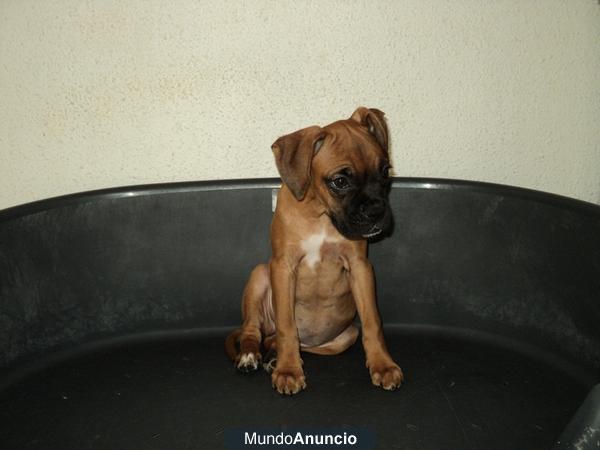 Boxer cachorro..leonado - vendo