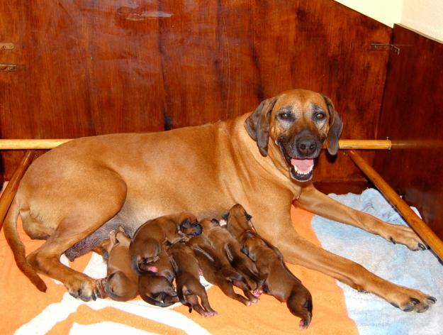 Camada cachorros Rhodesian Ridgeback