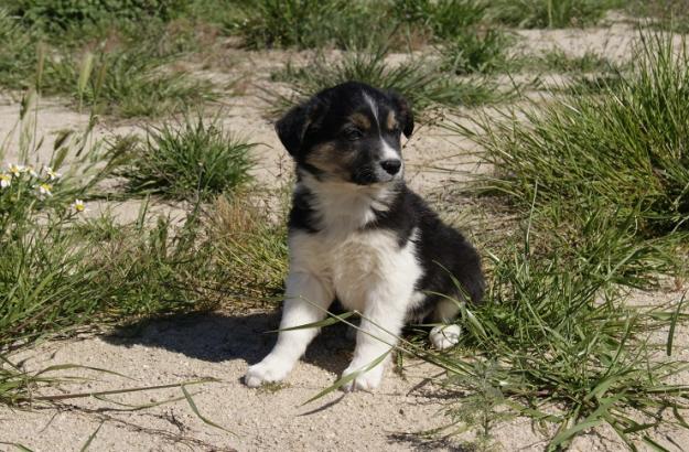 Camada de Border Collie cachorros nacionales