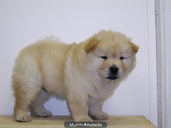 Chow Chow Preciosos Cachorros