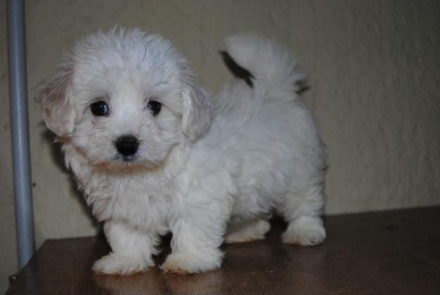 HEMBRITAS DISPONIBLES BICHON MALTES LOE 400€