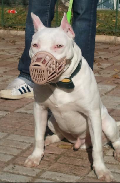 pitbull red nose