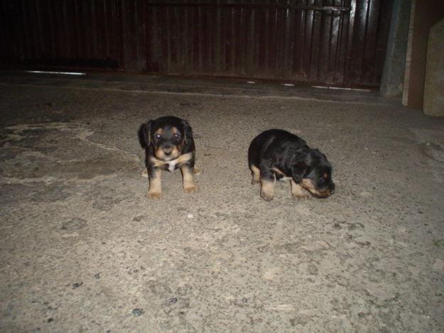 REGALO DOS CACHORRES DEUN MES Y MEDIO