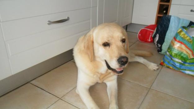 Se ofrece macho labrador para tener cachorros