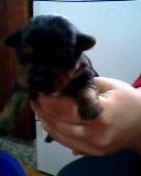 SE VENDE CRIA DE YORKSHIRE TERRIER