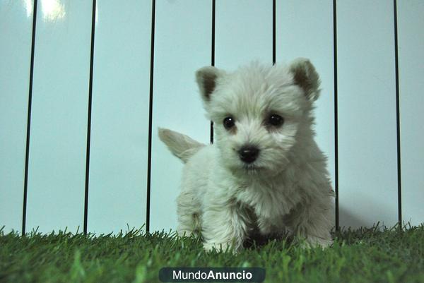 Westy cachorritos de raza y calidad