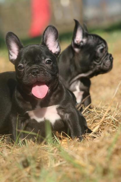 Cachorros de Bulldog Francés , machos & hembras , inscritos en LOE , GARANTIZADOS