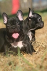 Cachorros de Bulldog Francés , machos & hembras , inscritos en LOE , GARANTIZADOS - mejor precio | unprecio.es