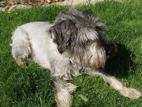 -  ADOPTA:    SCHNAUZER SAL y PIMIENTA ---