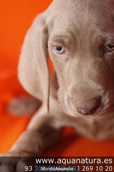 **WEIMARANER - CACHORROS -  GARANTÍA AQUANATURA  - TIENDA EN BARCELONA – VENTA – CRIADERO Camada preciosa de weimaraner