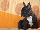 bulldog frances - mejor precio | unprecio.es