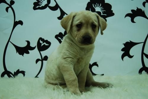 cachorros de alta calidad, LABRADOR EL CAHCORRO QUE TE MERECES