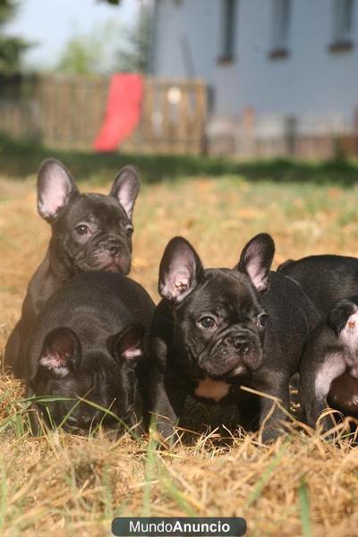 ENCANTADORES CACHORROS DE BULLDOG FRANCES . TODOS LOS COLORES   WWW.DOOGS.ES