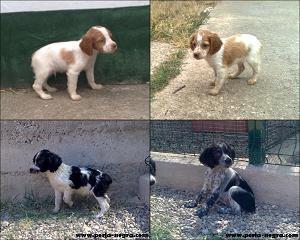 Impresionantes Cachorros de Epagneul Bretón.