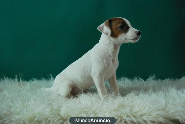 Jack russell disponibles para entregarse, dos meses, machos + hembras