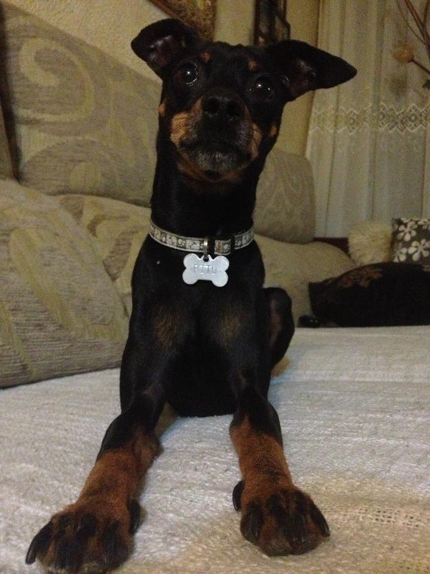 Mini pinscher busca novia