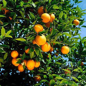 Naranjas y miel 100% natural