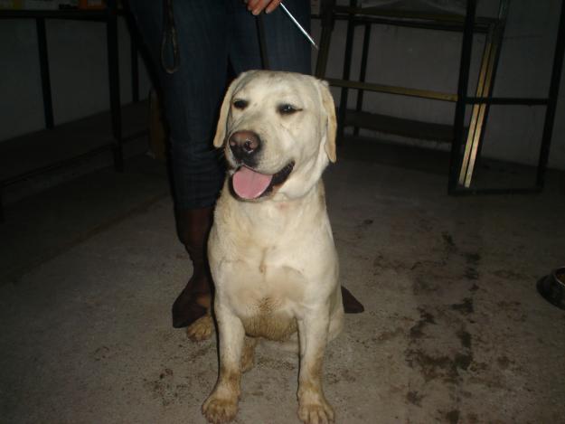 Ocasion preciosa labradora con 18 meses