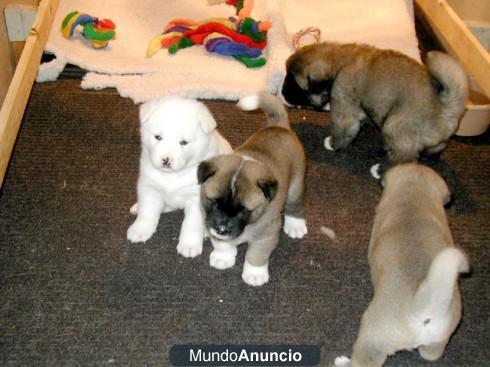 Regalo y preciosa akita inu cachorros .