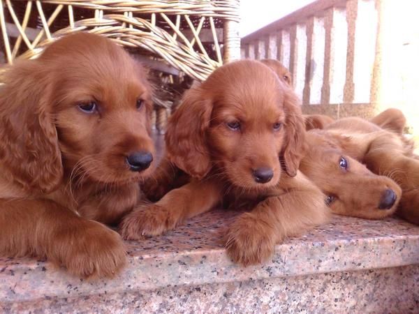 Vendo excelentes cachorros de setter irlandés