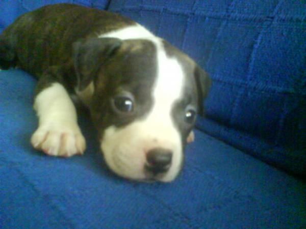 venta de pitbulls